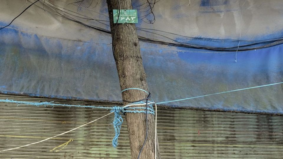 با درختان مهربان باشیم