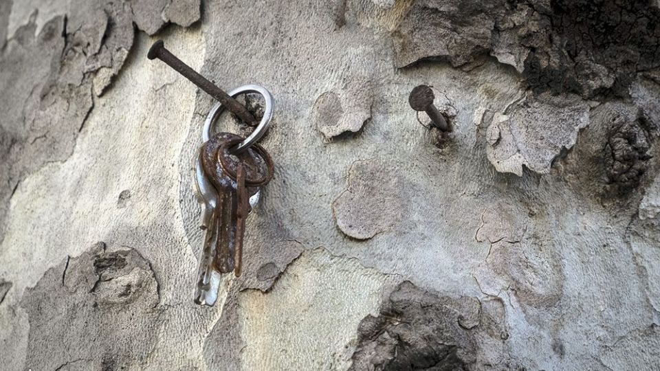 با درختان مهربان باشیم