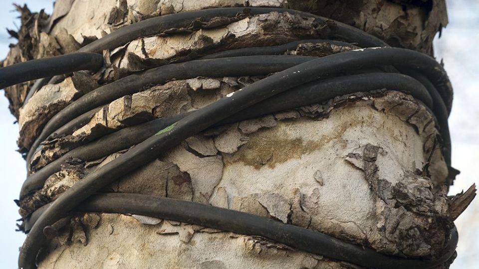 با درختان مهربان باشیم