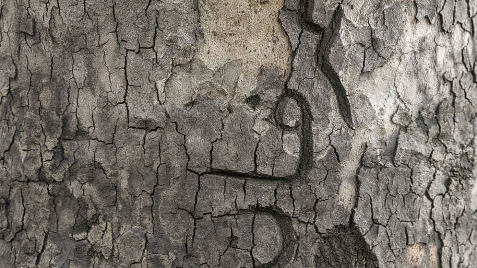 با درختان مهربان باشیم