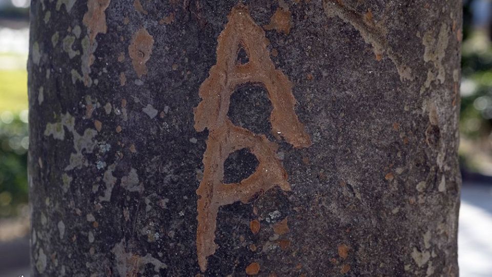 با درختان مهربان باشیم