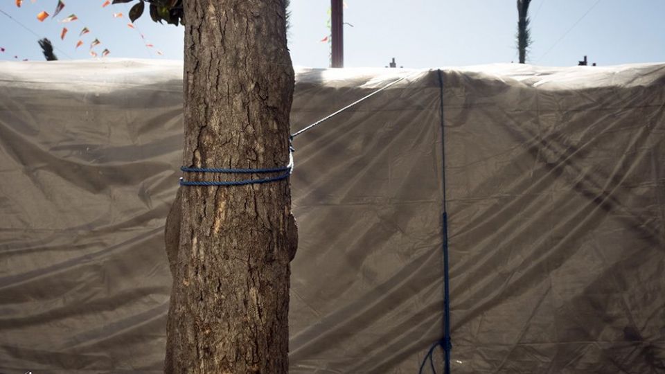 با درختان مهربان باشیم