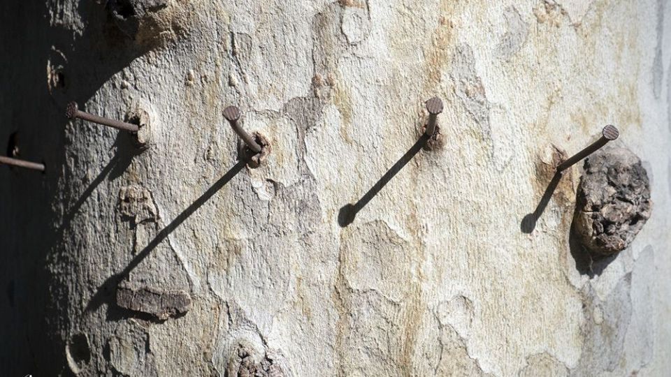 با درختان مهربان باشیم