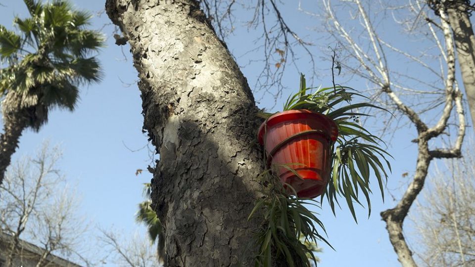 با درختان مهربان باشیم