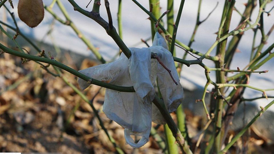 ماسک و دستکش‌های مصرف‌شده معضل این‌روزهای شهر