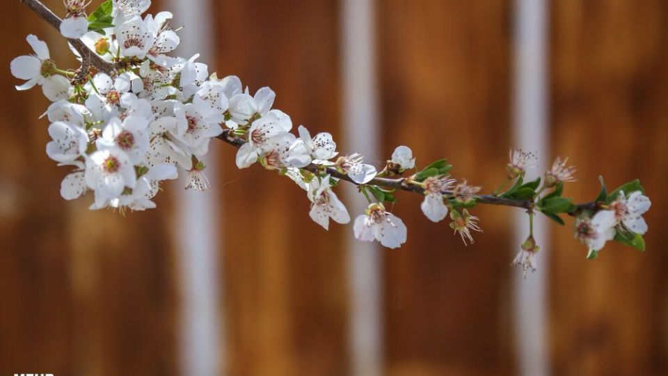 شکوفه‌های بهاری