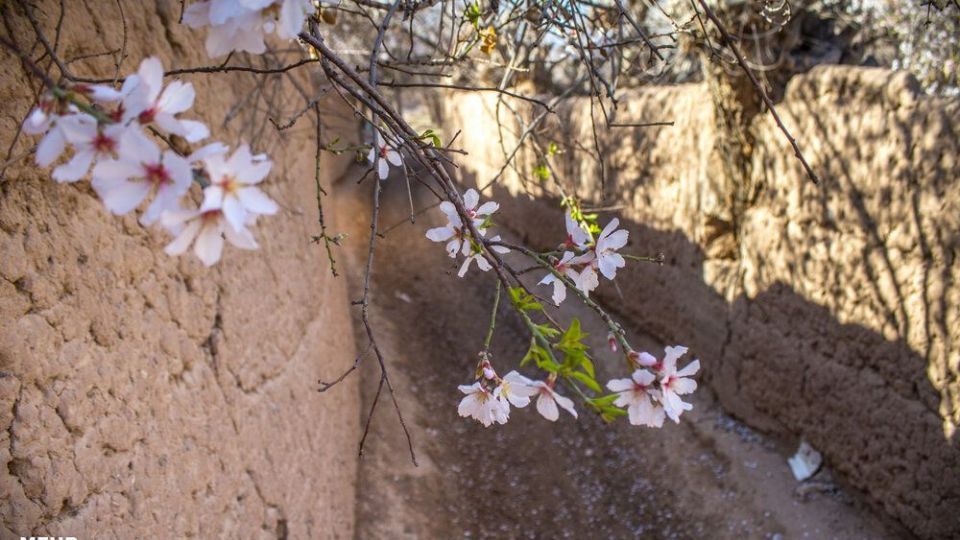 شکوفه‌های بهاری