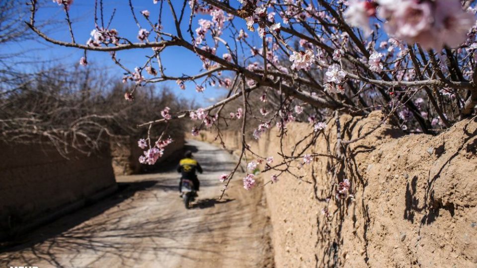 شکوفه‌های بهاری