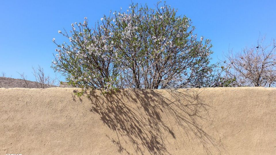 شکوفه‌های بهاری