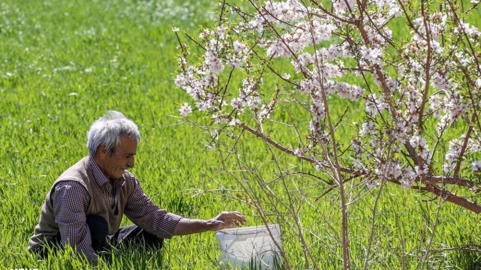 شکوفه‌های بهاری