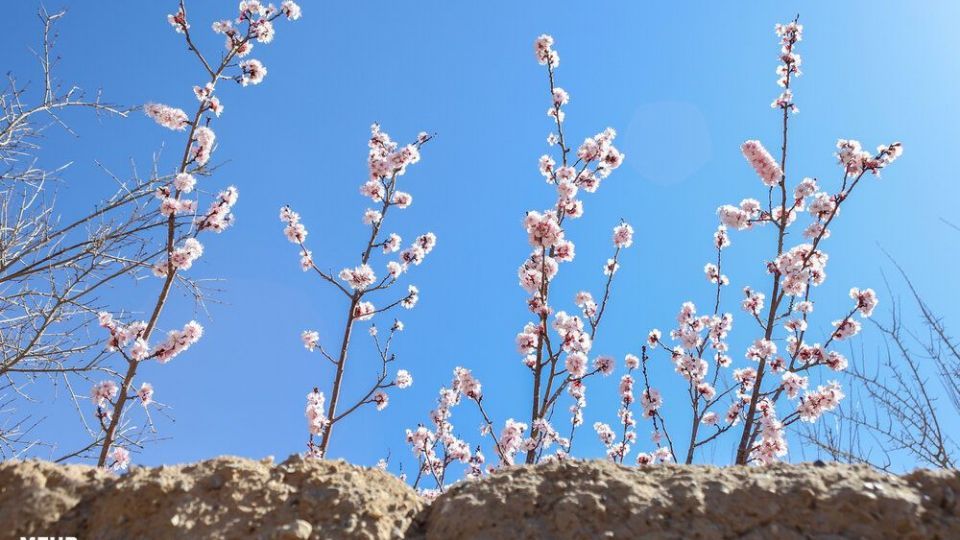 شکوفه‌های بهاری