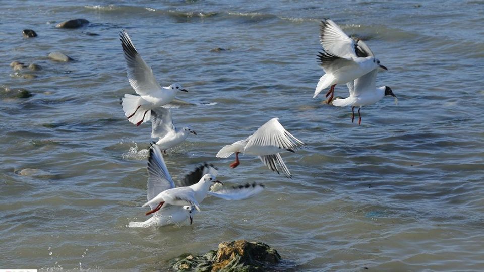 آبْكاكایی ها