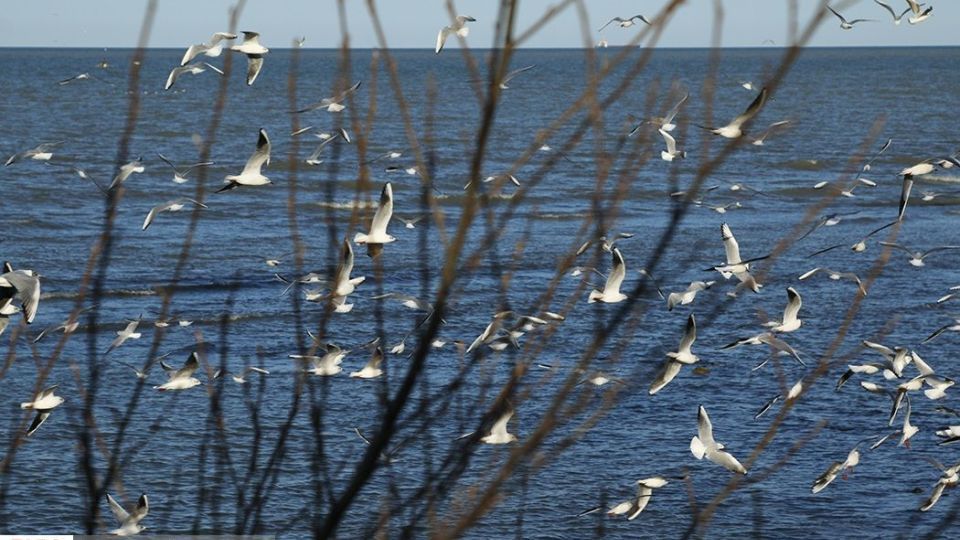 آبْكاكایی ها