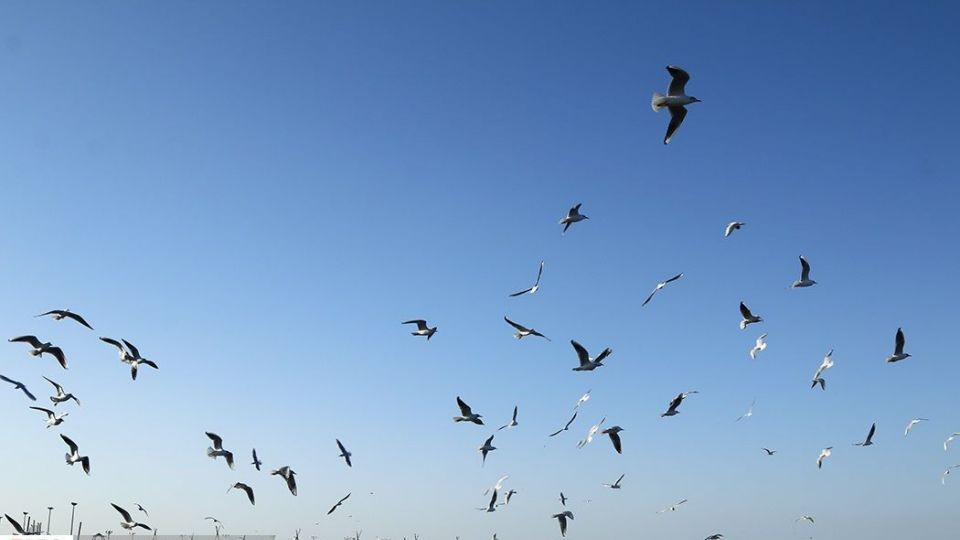 آبْكاكایی ها