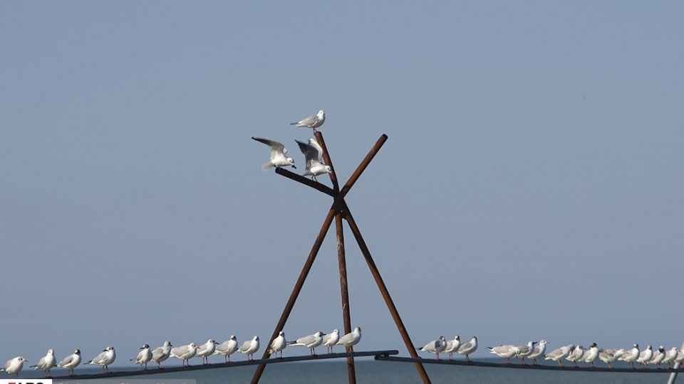 آبْكاكایی ها