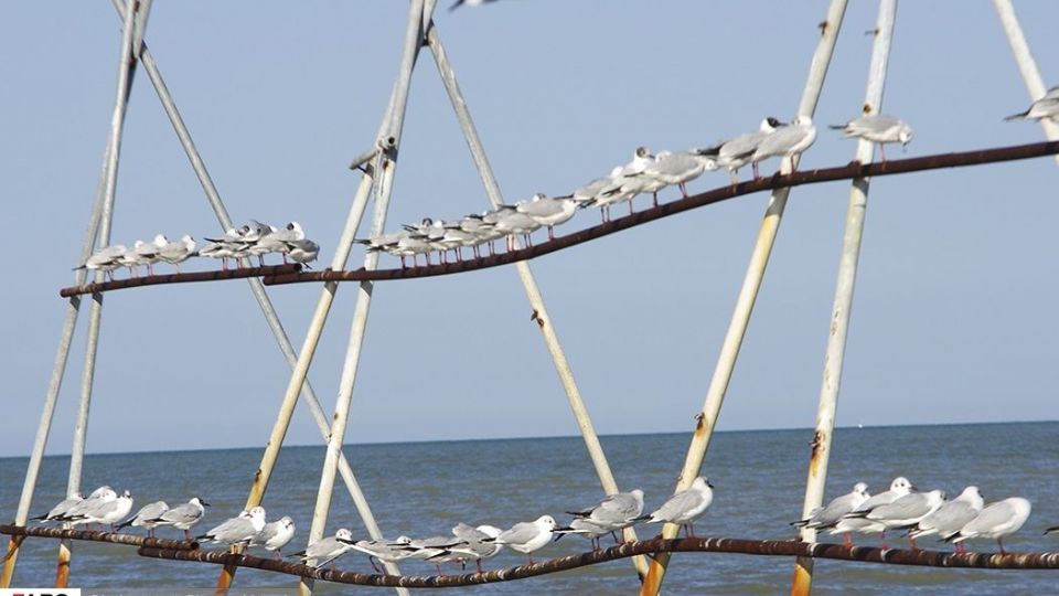 آبْكاكایی ها