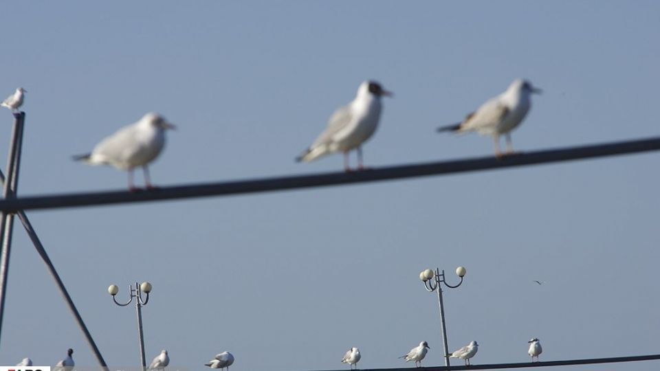 آبْكاكایی ها