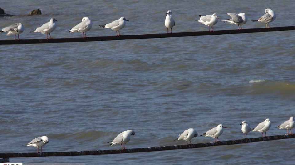 آبْكاكایی ها