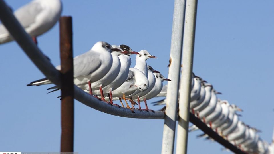 آبْكاكایی ها
