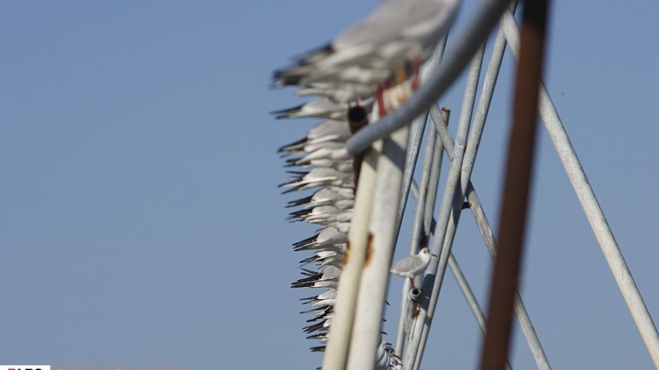 آبْكاكایی ها