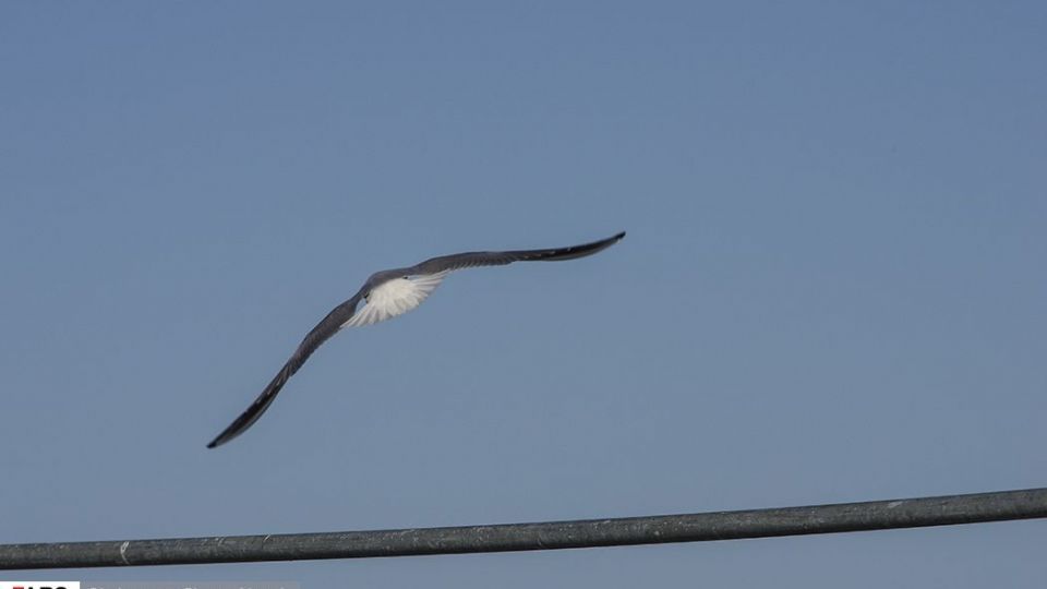 آبْكاكایی ها
