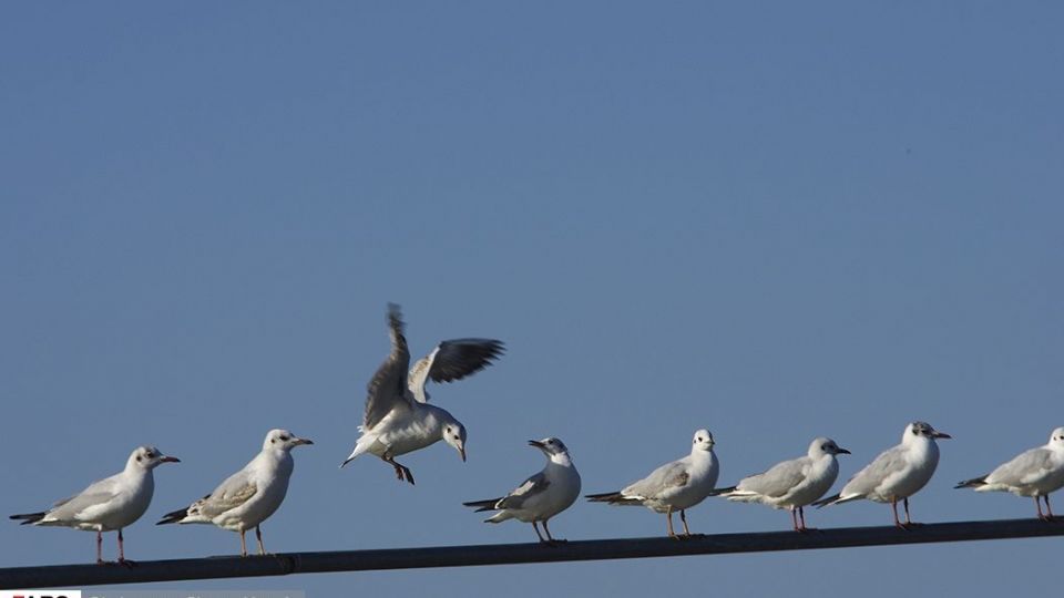آبْكاكایی ها
