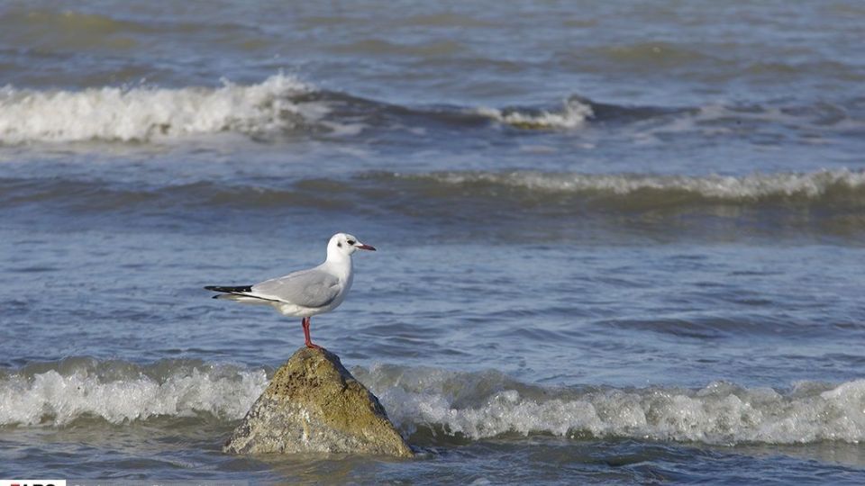آبْكاكایی ها