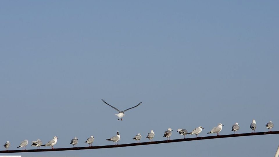 آبْكاكایی ها