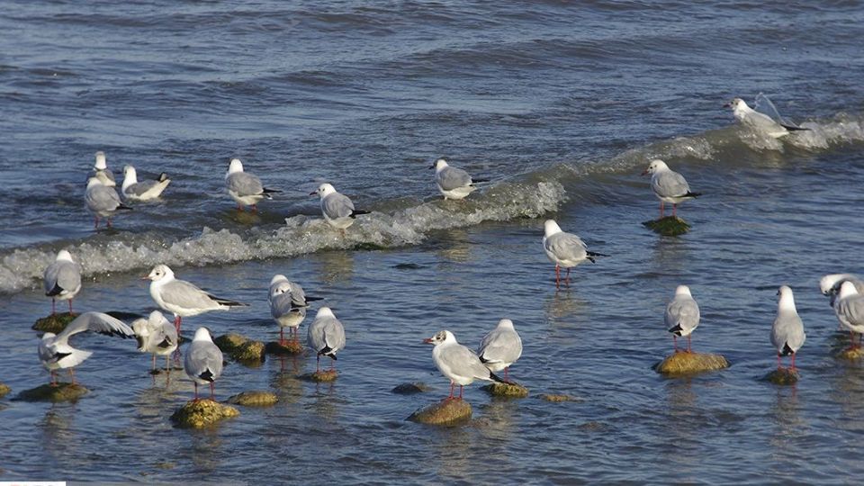 آبْكاكایی ها