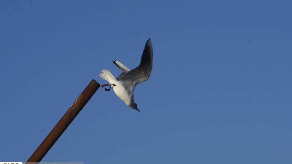 آبْكاكایی ها