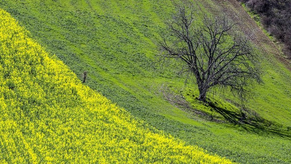 طبیعت زیبای بهاری در گلستان
