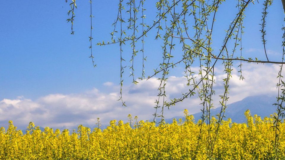 طبیعت زیبای بهاری در گلستان