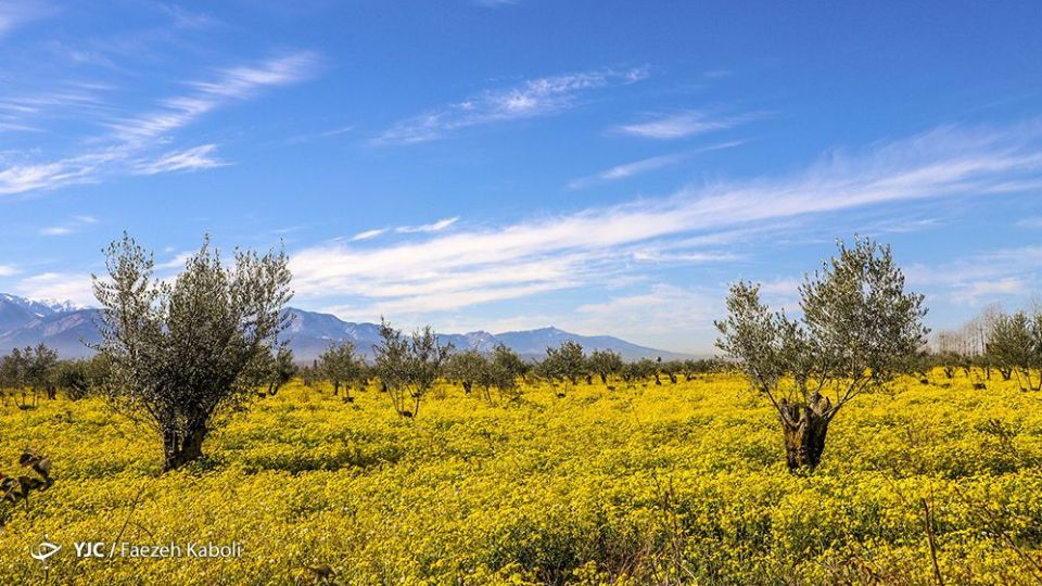طبیعت زیبای بهاری در گلستان