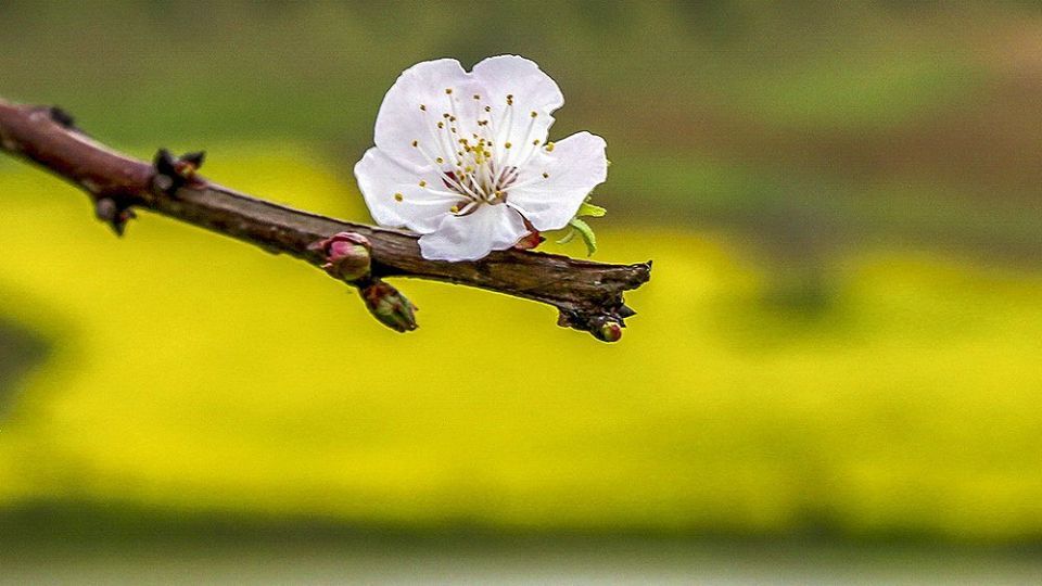 طبیعت زیبای بهاری در گلستان
