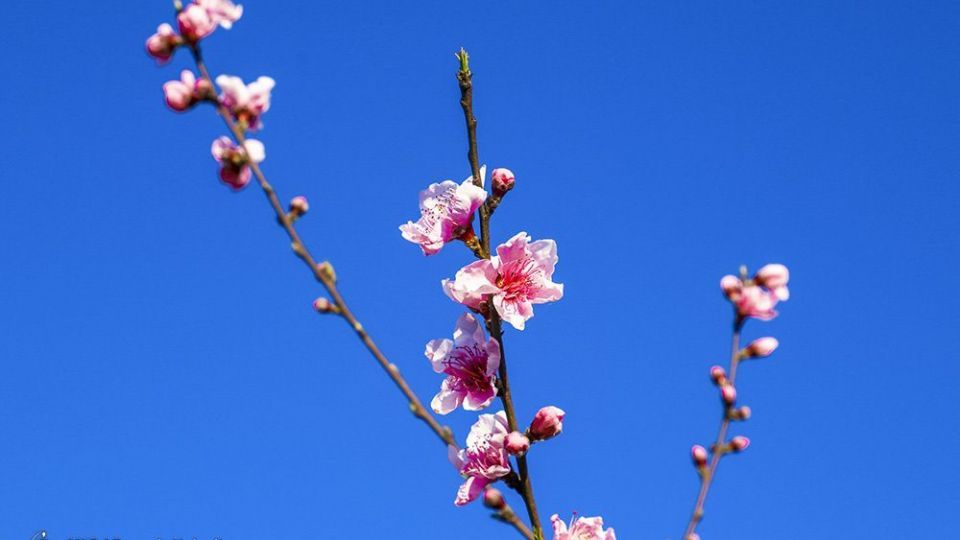 طبیعت زیبای بهاری در گلستان