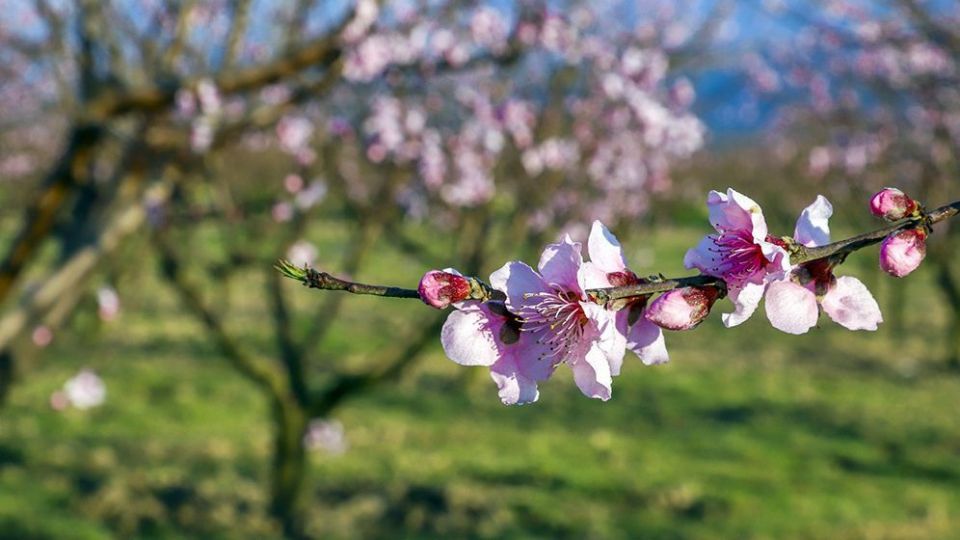 طبیعت زیبای بهاری در گلستان