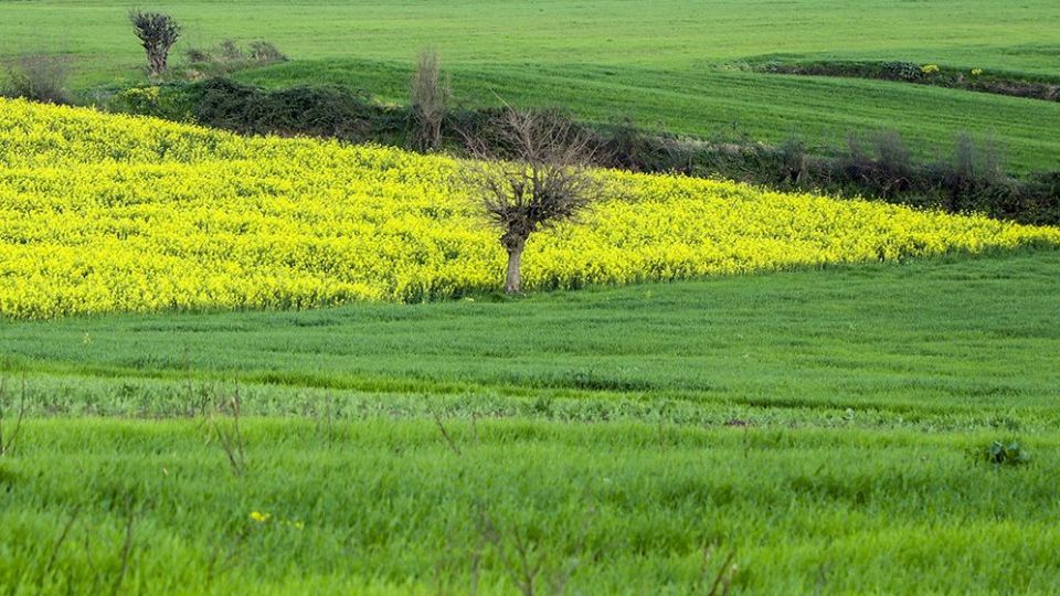 طبیعت زیبای بهاری در گلستان