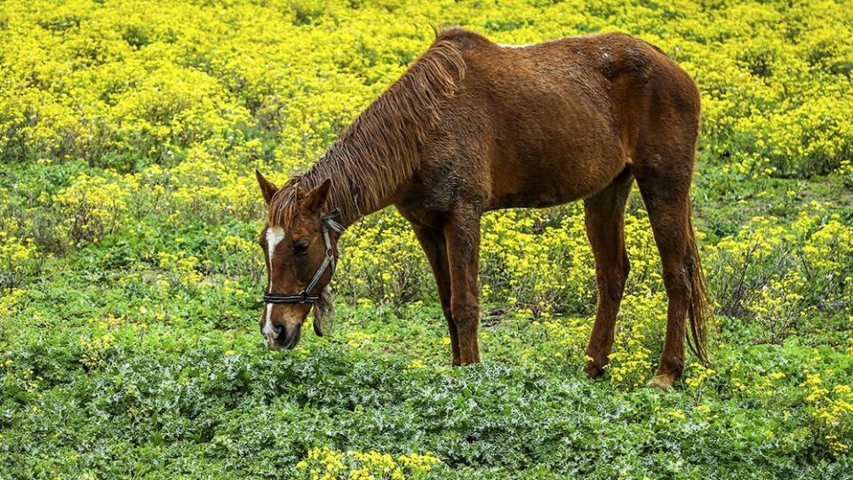 طبیعت زیبای بهاری در گلستان