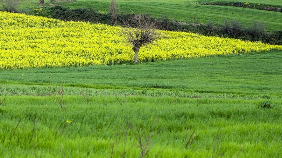  طبیعت زیبای بهاری در گلستان 