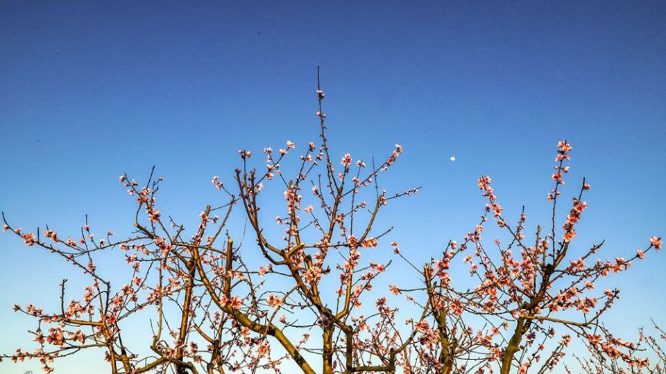  طبیعت زیبای بهاری در گلستان 