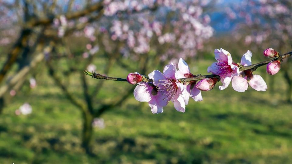  طبیعت زیبای بهاری در گلستان 