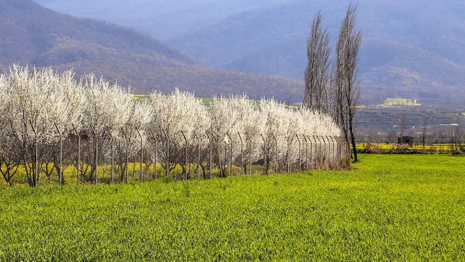  طبیعت زیبای بهاری در گلستان 