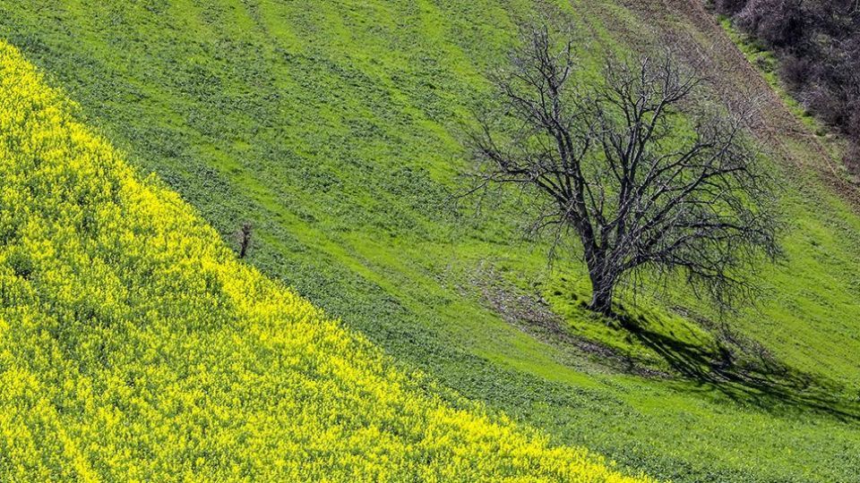  طبیعت زیبای بهاری در گلستان 