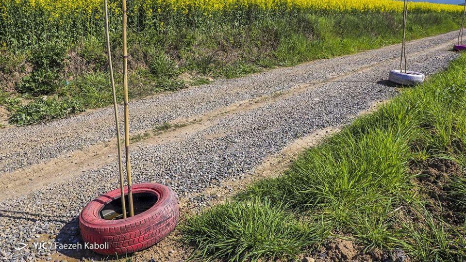  طبیعت زیبای بهاری در گلستان 