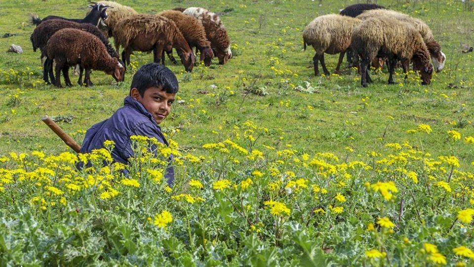  طبیعت زیبای بهاری در گلستان 