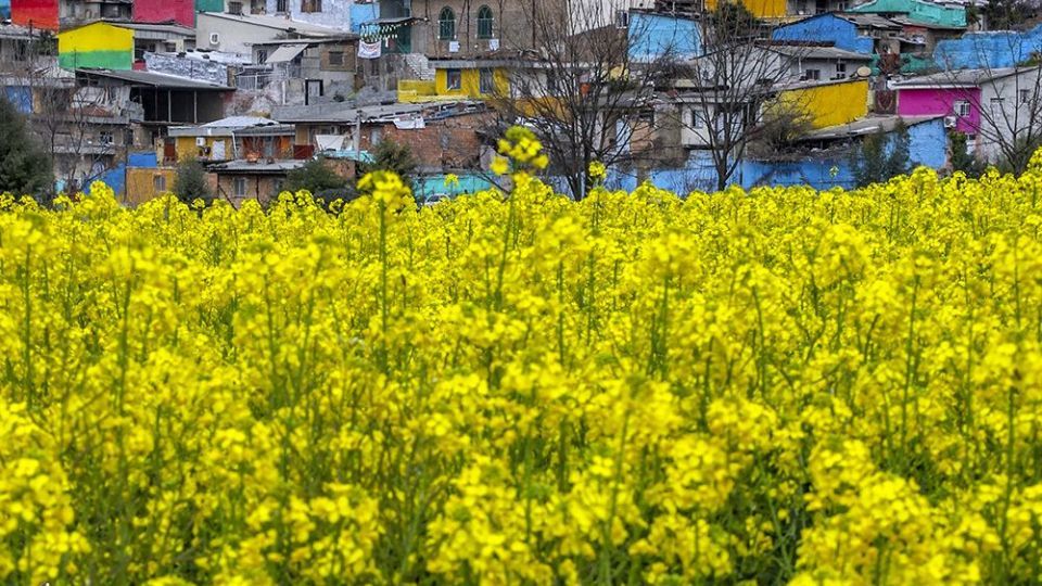  طبیعت زیبای بهاری در گلستان 