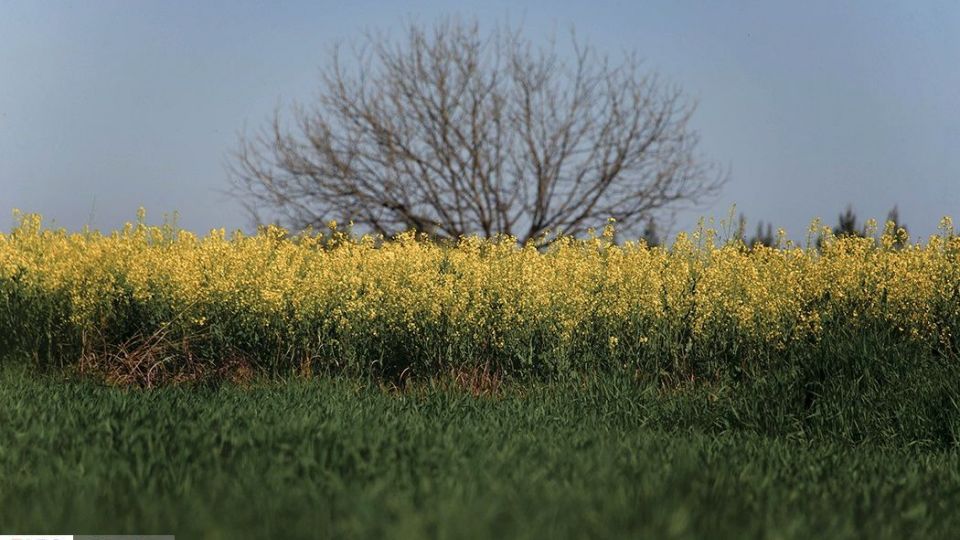 بهار در «گلستان»
