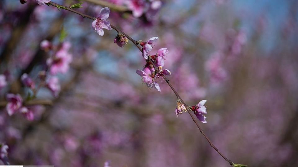 بهار در «گلستان»