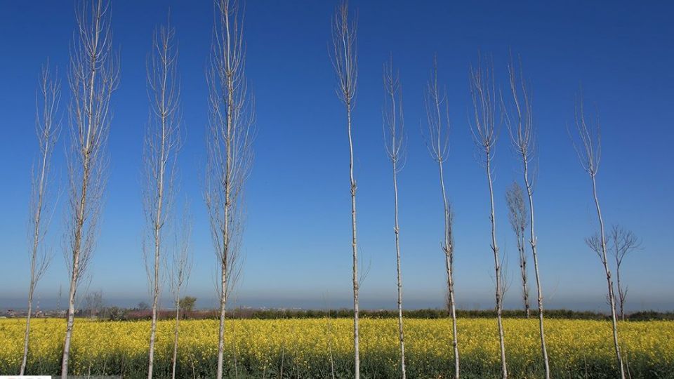 بهار در «گلستان»