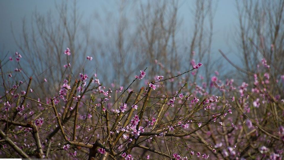 بهار در «گلستان»